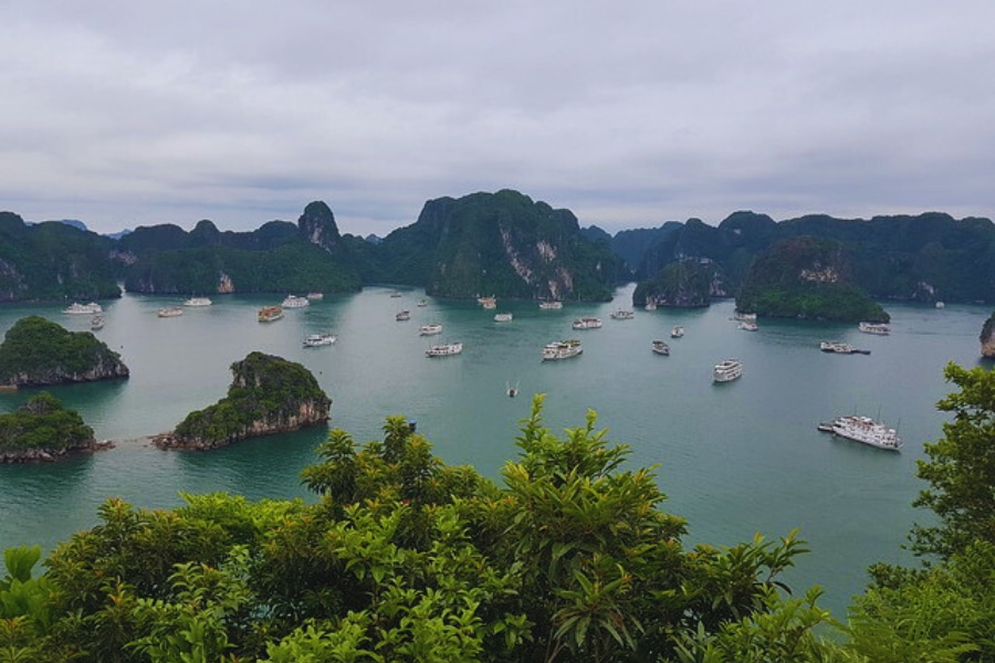 Panoramic view of Halong Bay with cruise boats – Auasia Travel